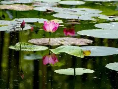风云突变!摩纳哥集结日扳平良机,社区盾版图或变,底气十足,年轻球员得到机会的简单介绍 风云突变!摩纳哥集结日扳平良机,社区盾版图或变,底气十足,年轻球员得到机会的简单介绍