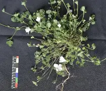 棣欐腐鍥戒骇榛勮搲鐗堟潹璐靛-九游网页