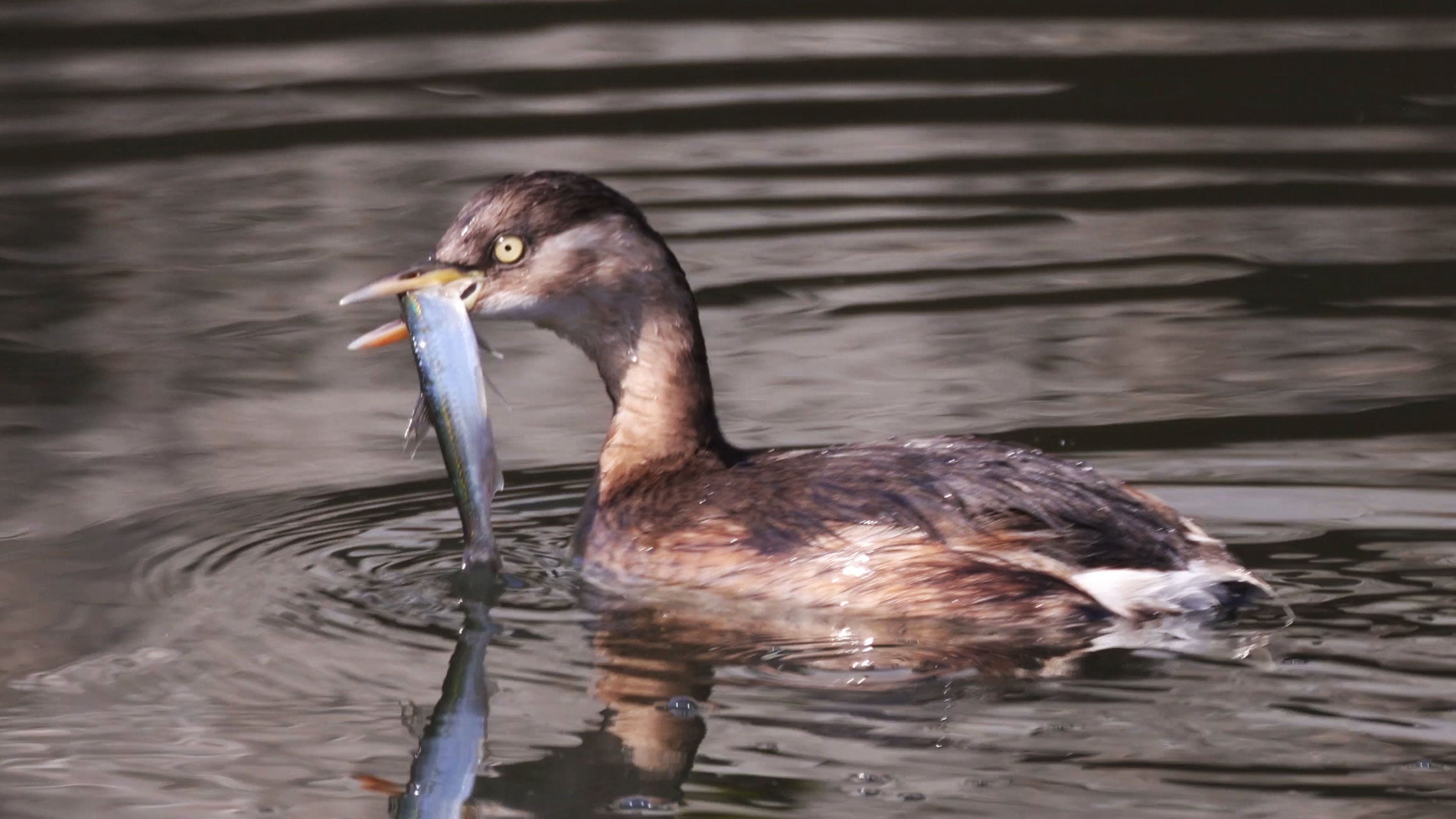 	芛"?(芛盘是什么意思)-九游体育